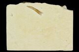 Pterosaur (Rhamphorhynchus?) Tooth - Solnhofen Limestone #129366-1